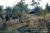 Previous: Langurs near Ajanta
